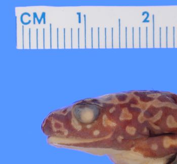Media type: image; Herpetology A-17638